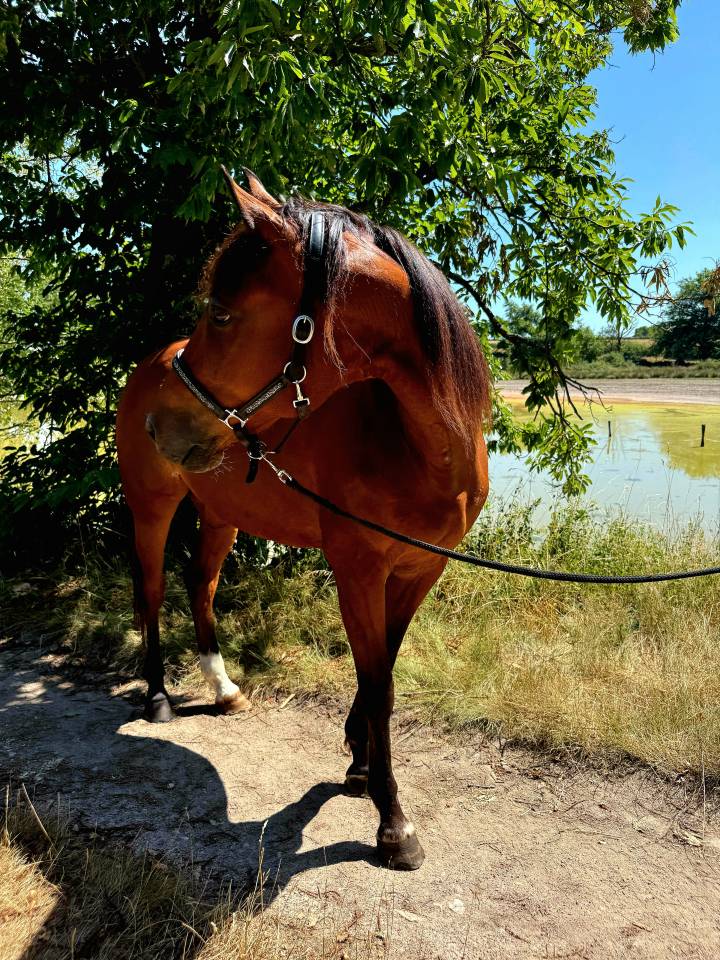 Cheval pour TAP & Compagnie