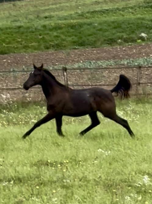 Poulain prestige dressage x Vpower x Sandro hit 