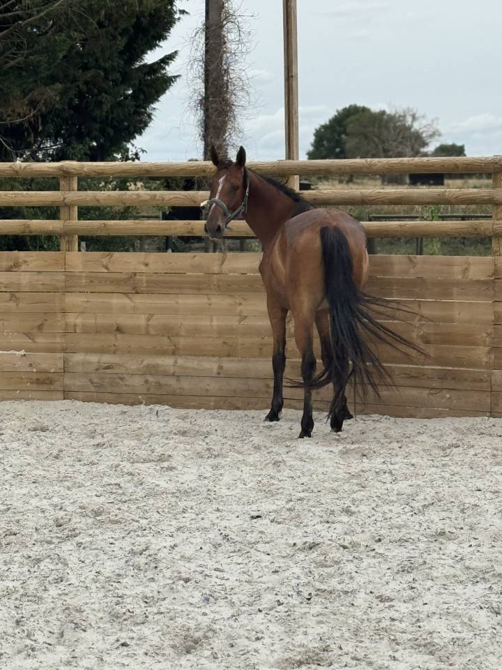 Mellite du Valois jument SF