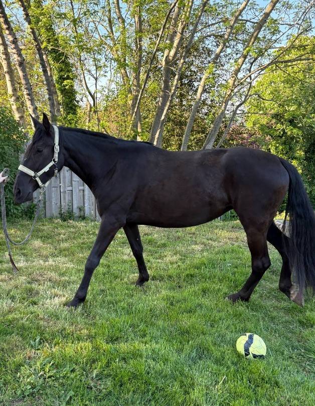 Superbe Jument PRE 4 ans 