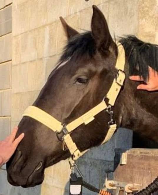 Superbe Jument PRE 4 ans 