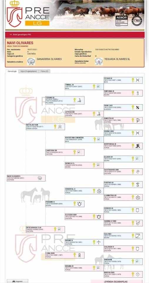 Superbe Jument PRE 4 ans 