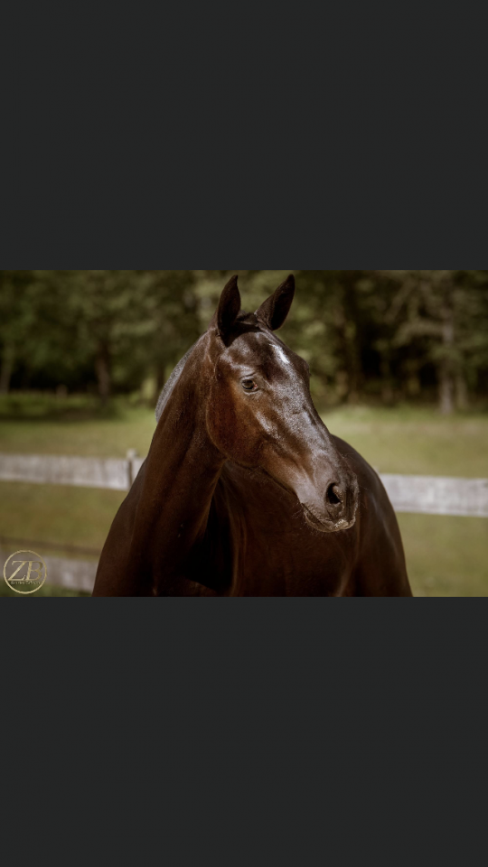 Superbe Jument PRE 4 ans 