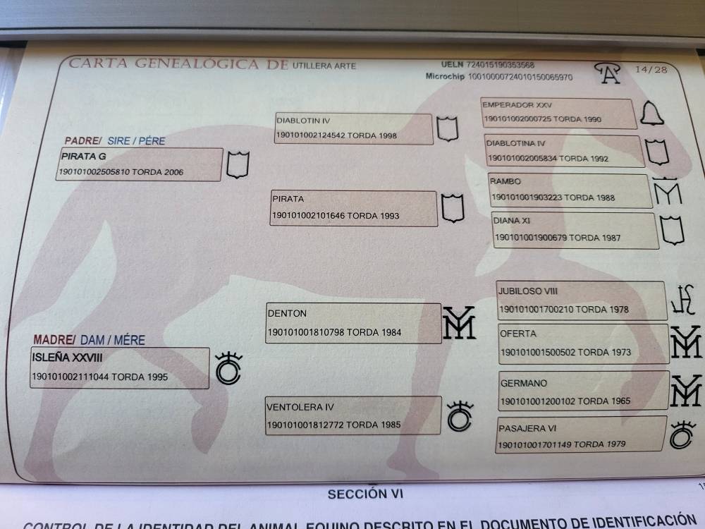 Pouliche pure espagnole