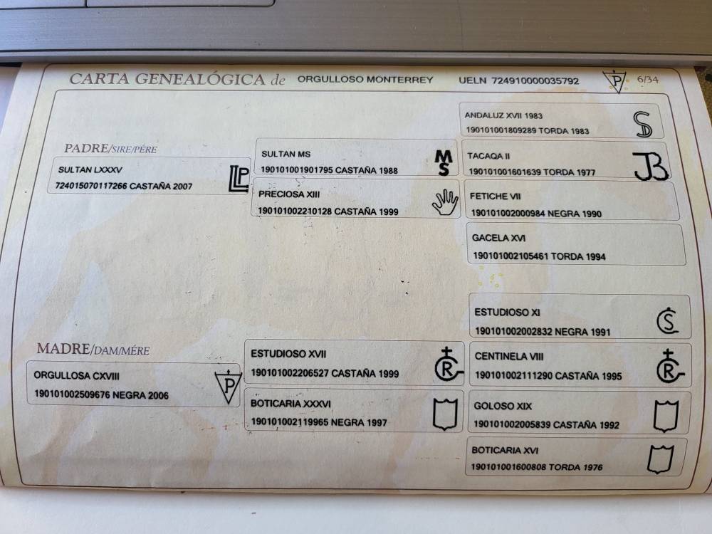 Pouliche pure espagnole