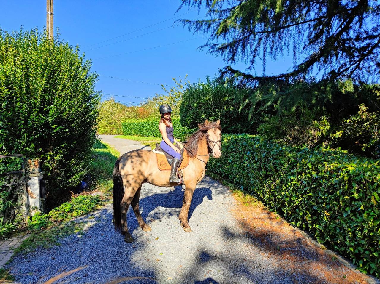 Gucci Blue, Etalon PRE x Quarter Champagne, 9 ans