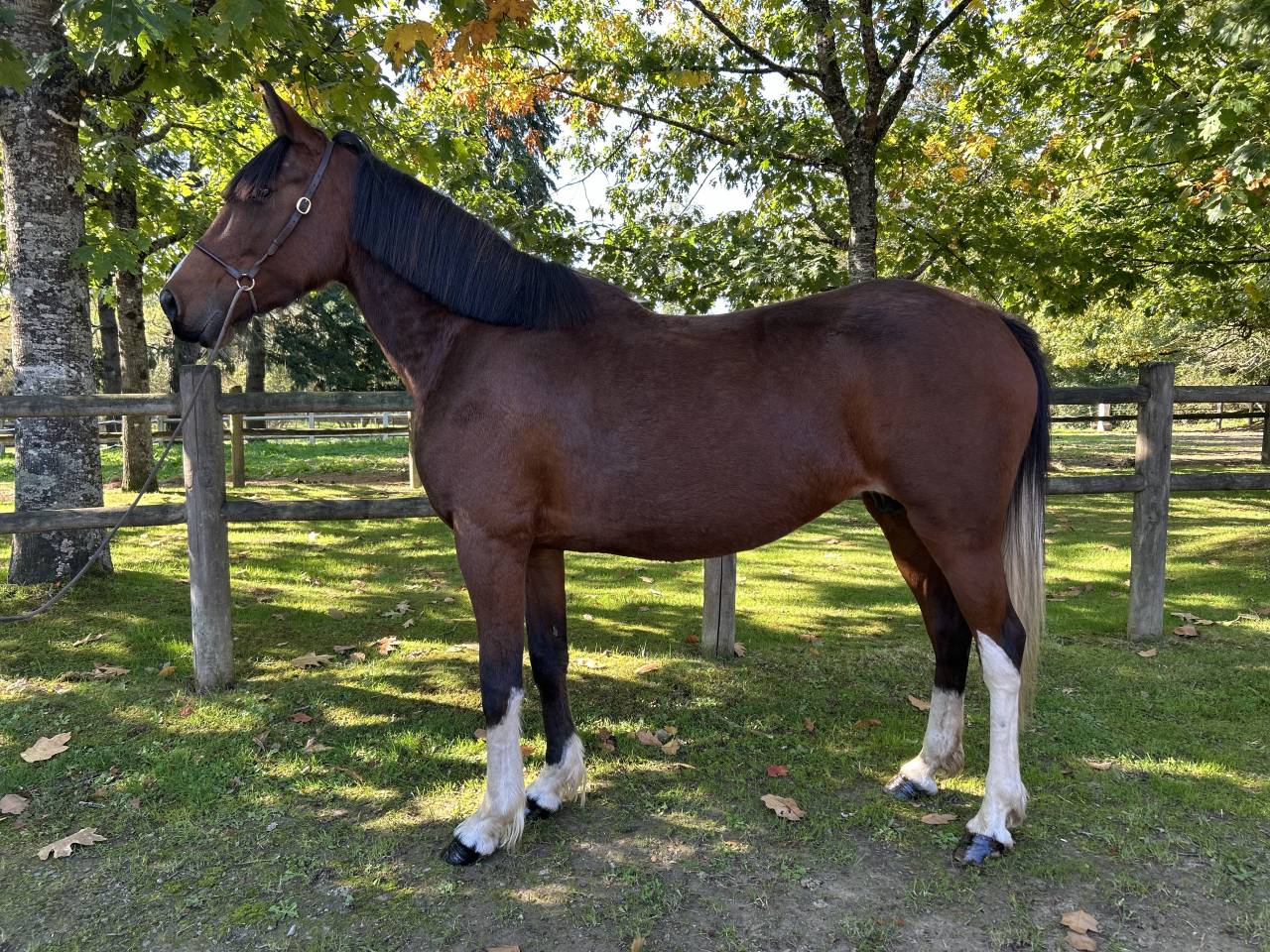 Super jument loisirs 