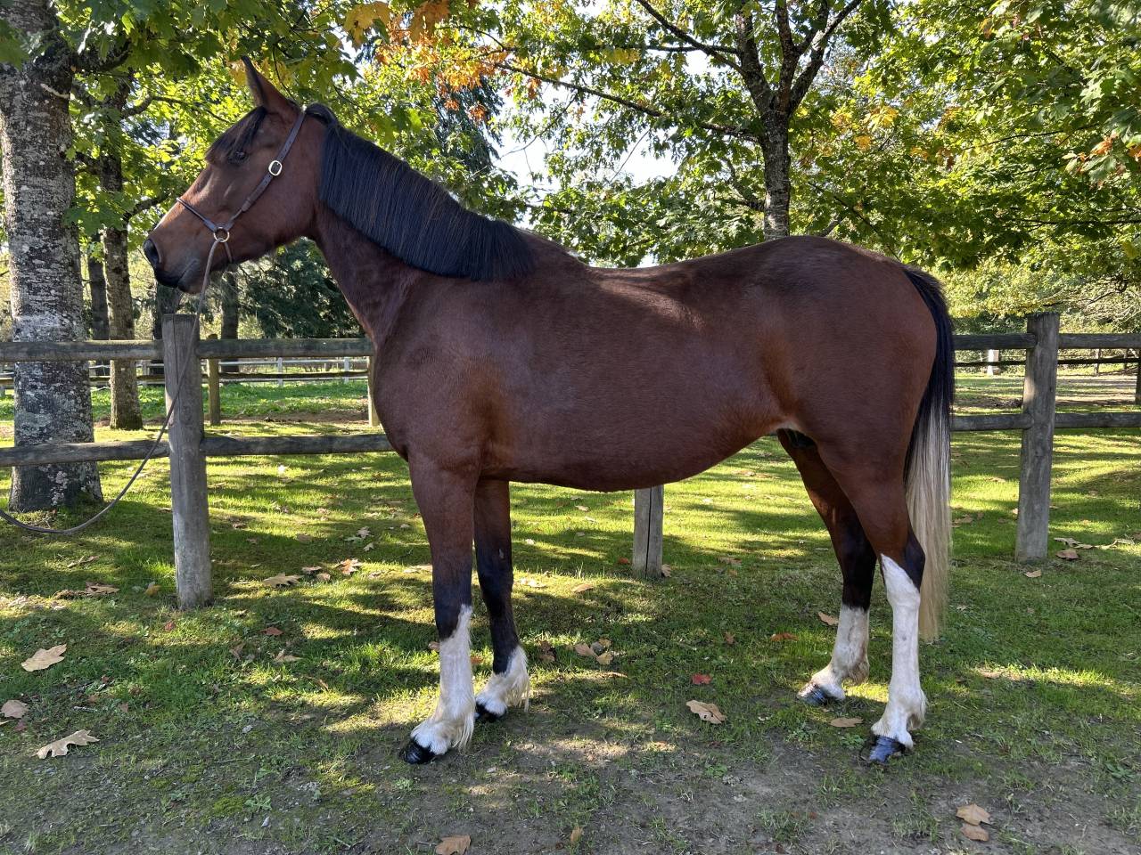 Super jument loisirs 