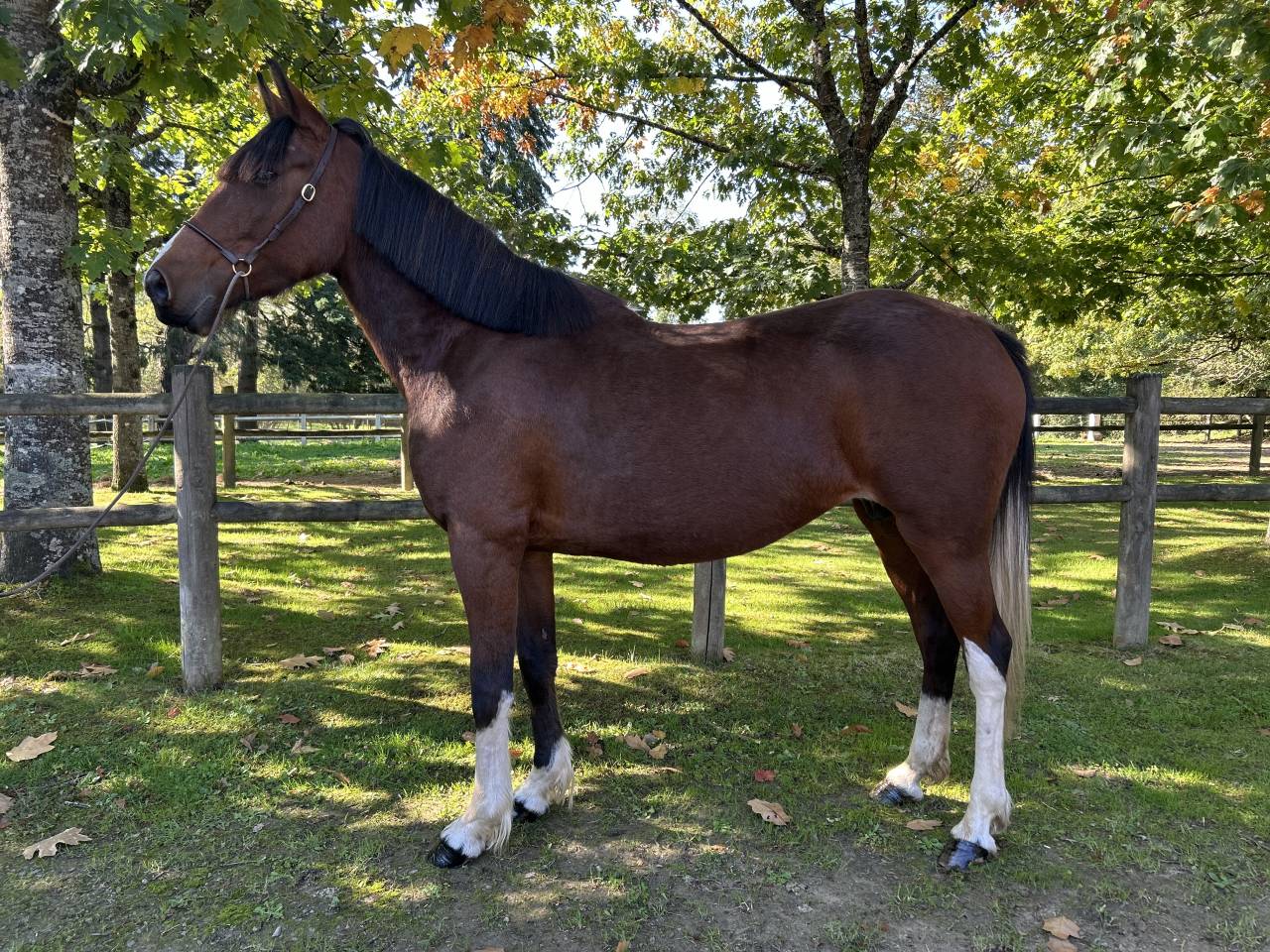 Super jument loisirs 