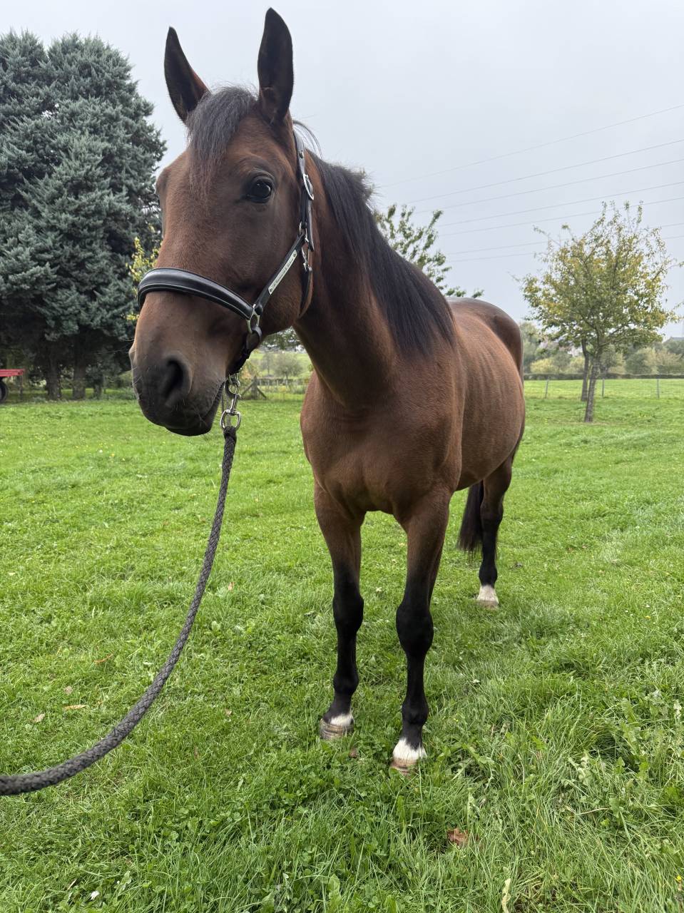 Superbe hongre Trotteur français 4 ans 
