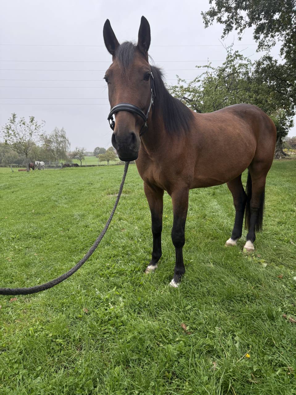 Superbe hongre Trotteur français 4 ans 