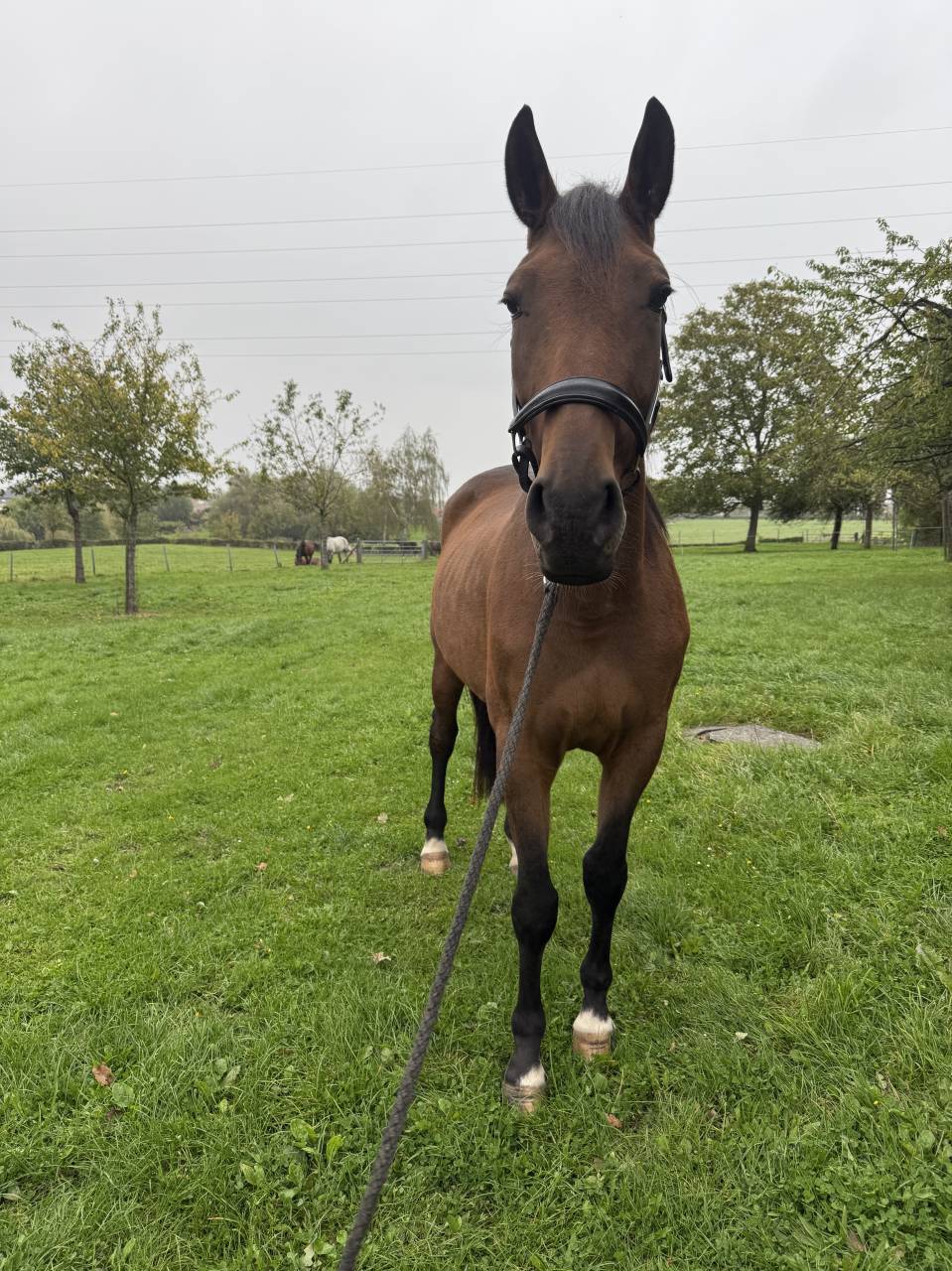 Superbe hongre Trotteur français 4 ans 