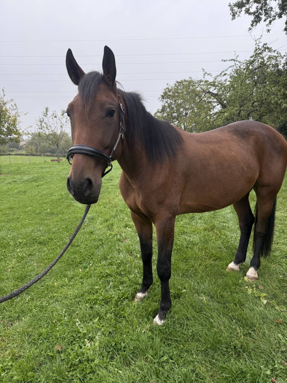 Superbe hongre Trotteur français 4 ans 