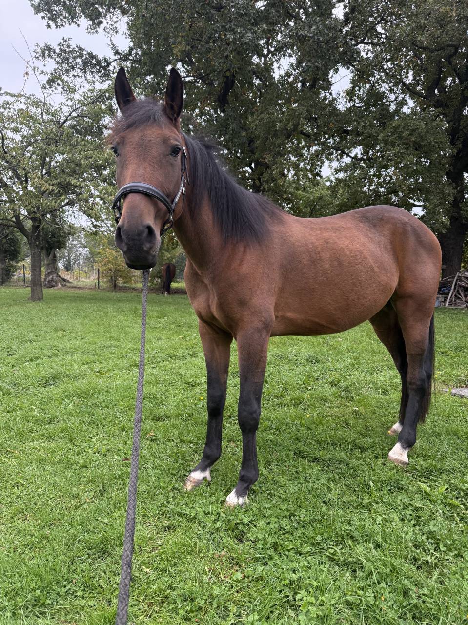 Superbe hongre Trotteur français 4 ans 