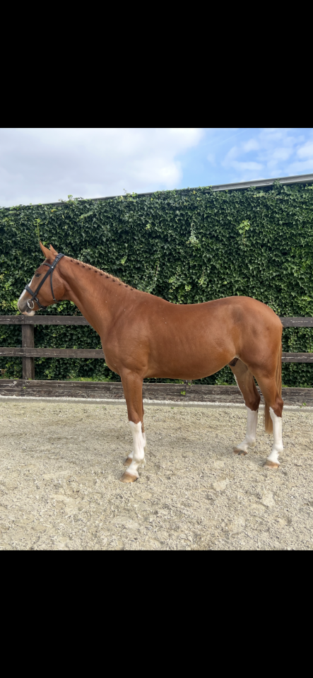 Hongre 3 ans : Emerald Van't Ruytershof x Zirroco Blue 