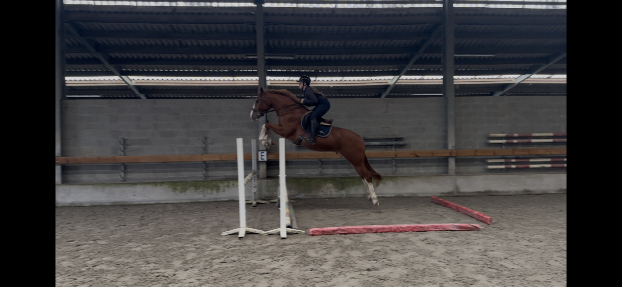 Hongre 3 ans : Emerald Van't Ruytershof x Zirroco Blue 