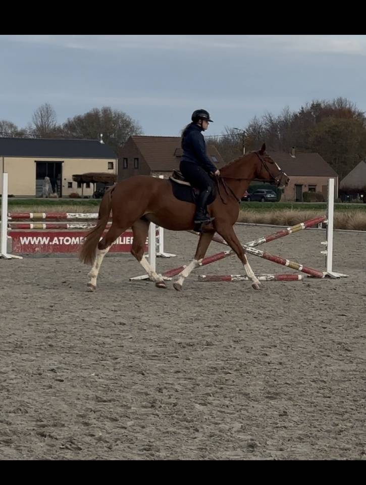 Hongre 3 ans : Emerald Van't Ruytershof x Zirroco Blue 