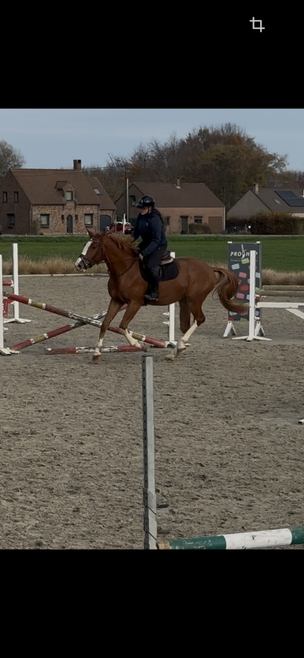 Hongre 3 ans : Emerald Van't Ruytershof x Zirroco Blue 