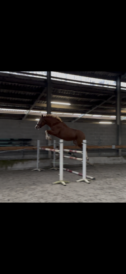 Hongre 3 ans : Emerald Van't Ruytershof x Zirroco Blue 