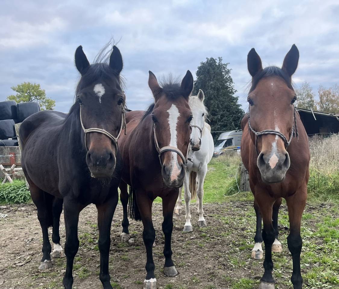 Juments idéal pour l’elevage!