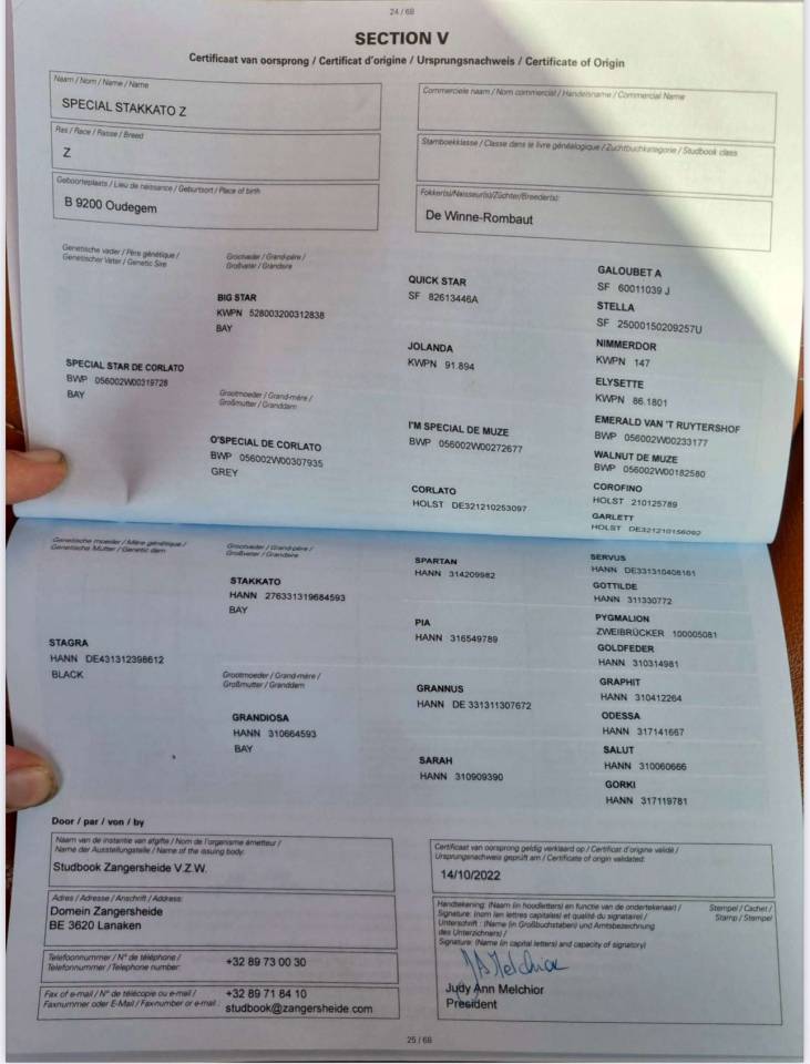 CHIC ÉTALON DE 3 ANS 