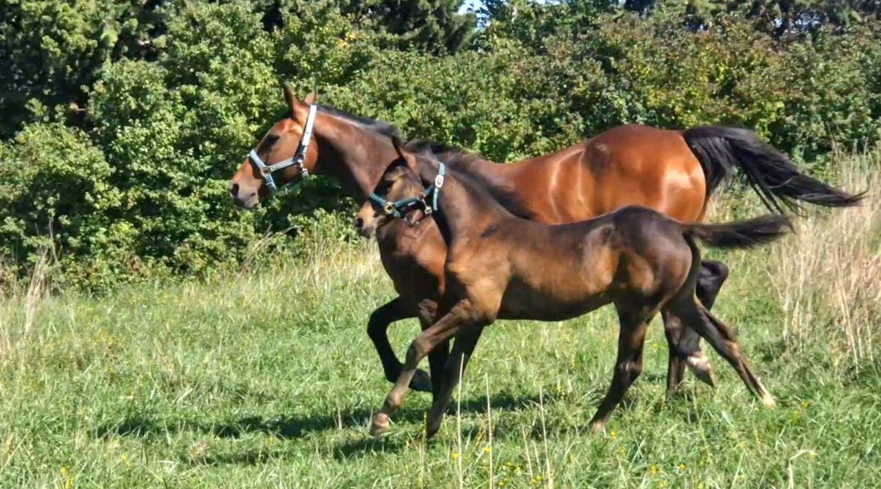 Foal, tres belle souche maternelle 