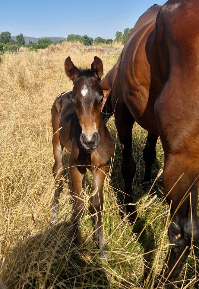 Foal, tres belle souche maternelle 