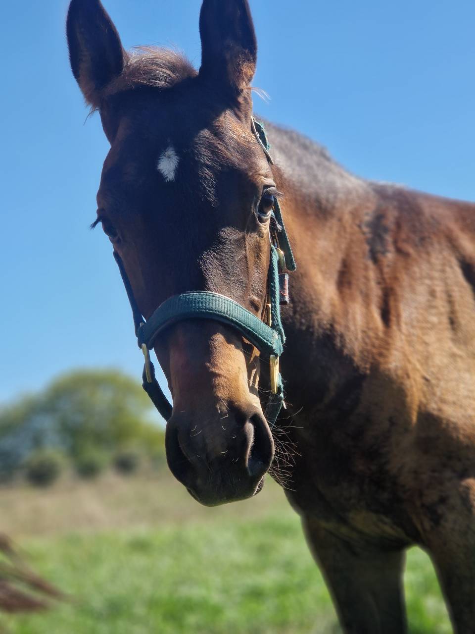 Foal, tres belle souche maternelle 