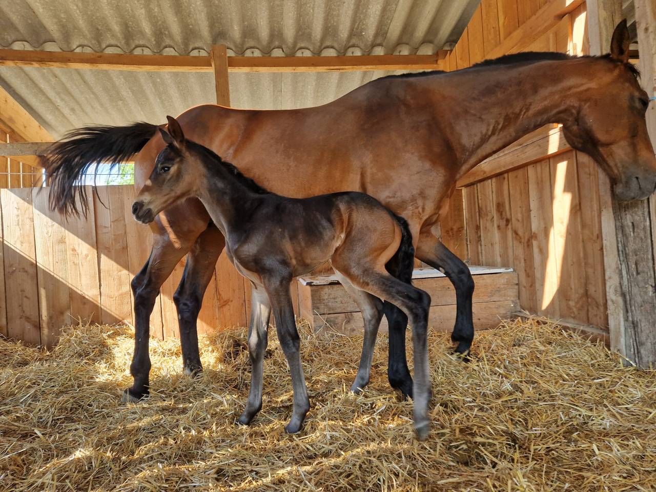 Foal, tres belle souche maternelle 