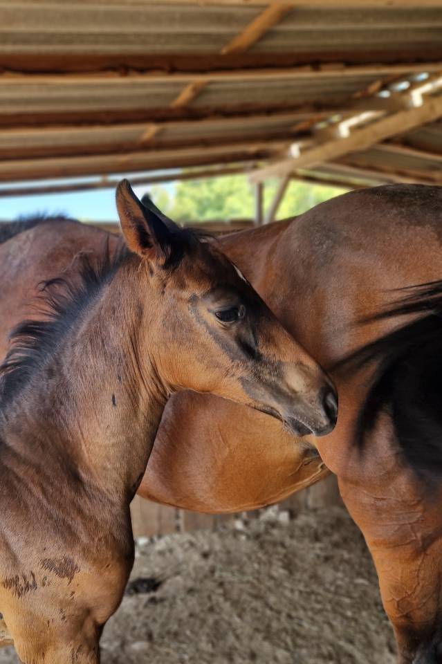 Foal, tres belle souche maternelle 