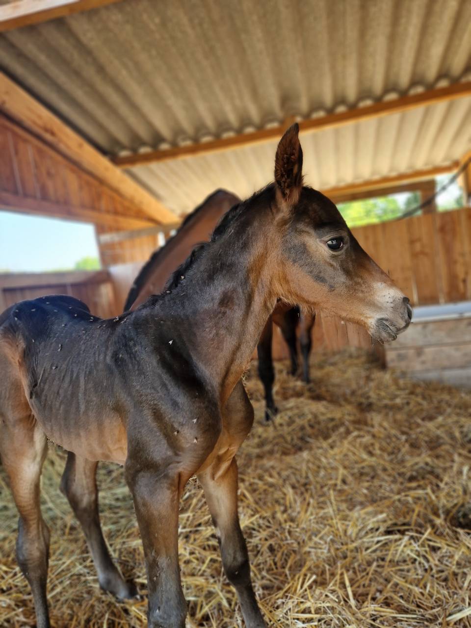 Foal, tres belle souche maternelle 