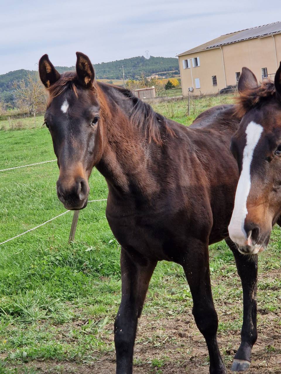 Foal, tres belle souche maternelle 