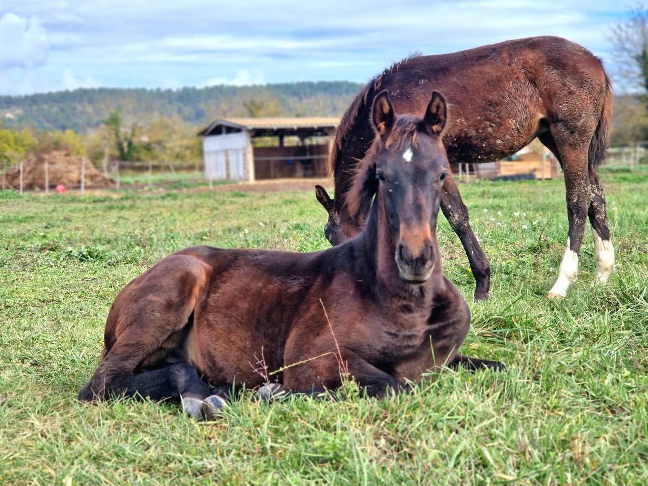 Foal, tres belle souche maternelle 