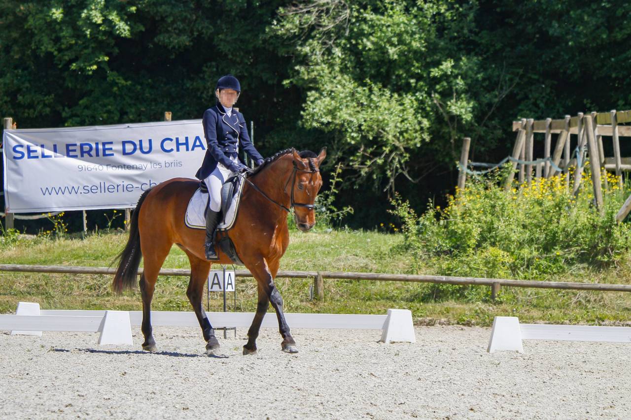Hongre 11 ans cce dressage cso