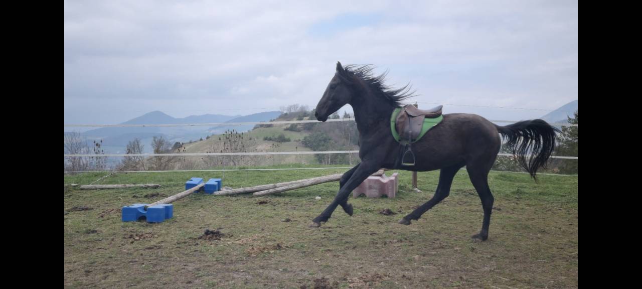 Layyk, Etalon Akhal Téké