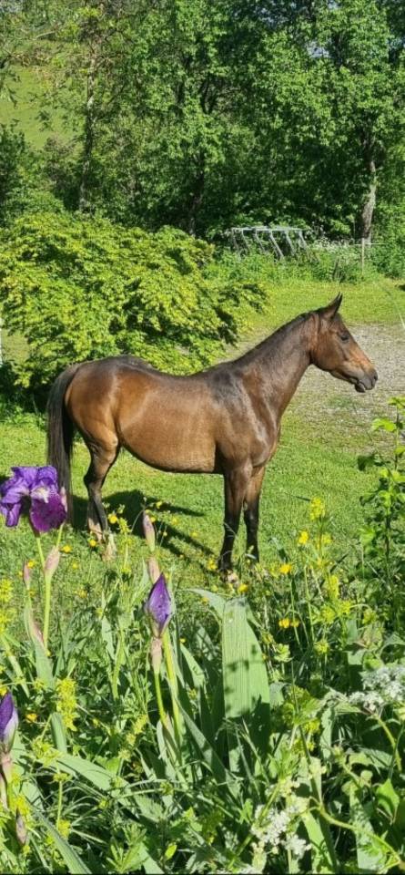 Lapis, Jument Arabo Téké X PS Anglais