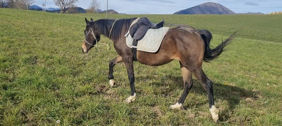 Lapis, Jument OC Arabo T&eacute;k&eacute; X PS Anglais