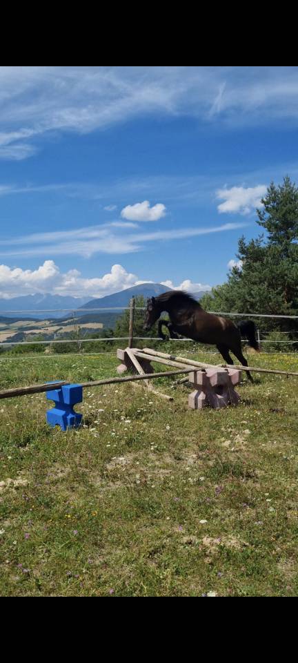 Ilik,, Hongre Akhal Téké X Whelsh Mountain