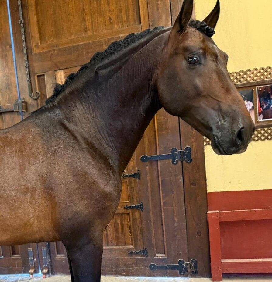 ESTUDIOSO: Un cheval sérieux, beau et facile à aimer