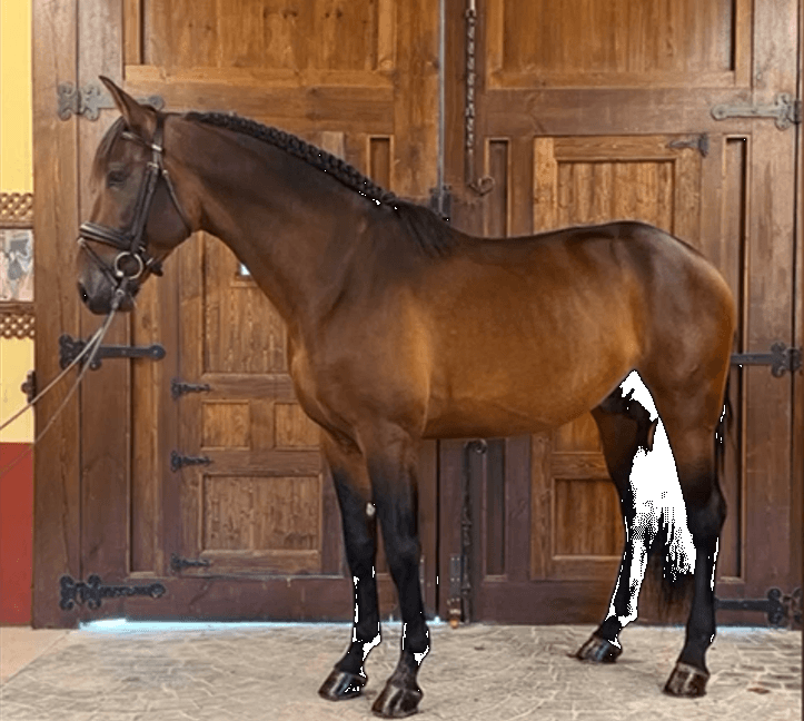 ASTUTO:Un jeune diamant avec le potentiel du Grand Prix