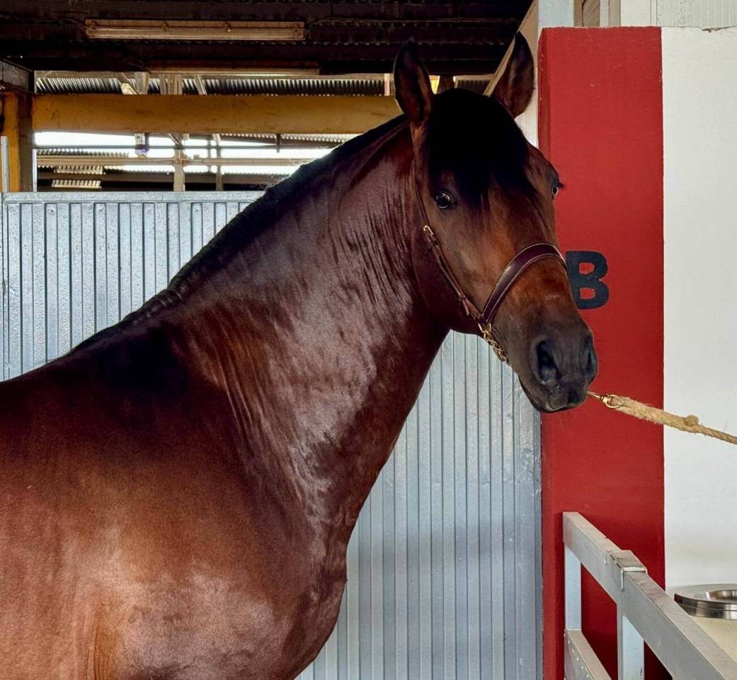 DIOR: Un cheval avancé, élégant et fiable pour briller