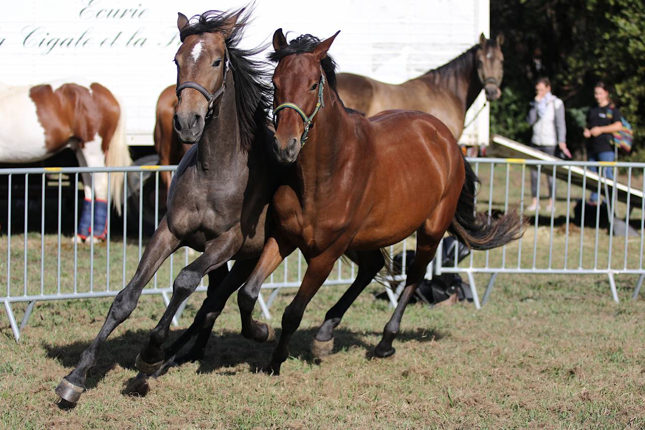 Pouliche pure race espagnole 