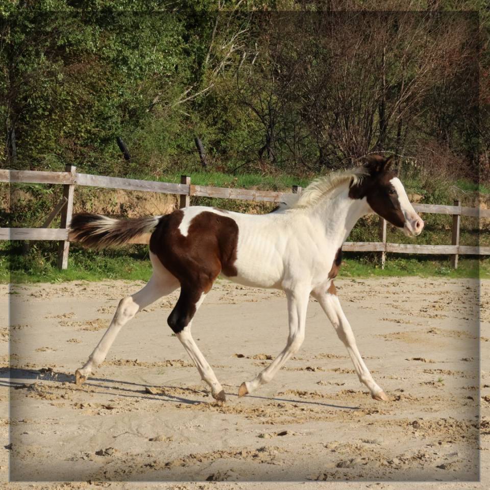 Mâle SF pie bai de 2025