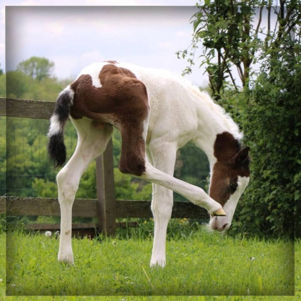 Mâle SF pie bai de 2025