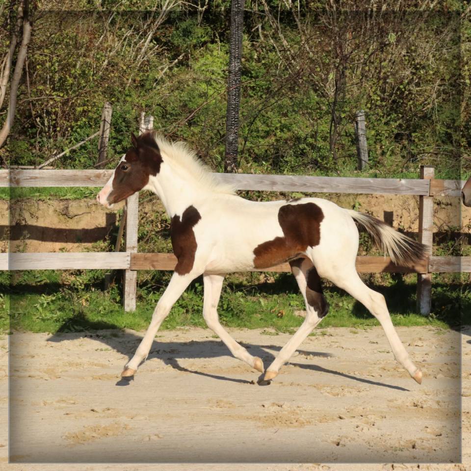 Mâle SF pie bai de 2025