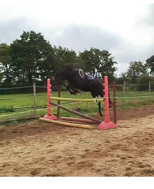 hongre connemara 4 ans