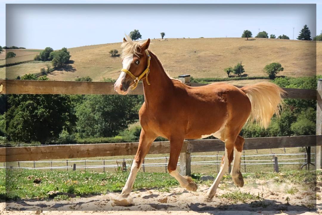 Mâle Welsh cob de 2024 