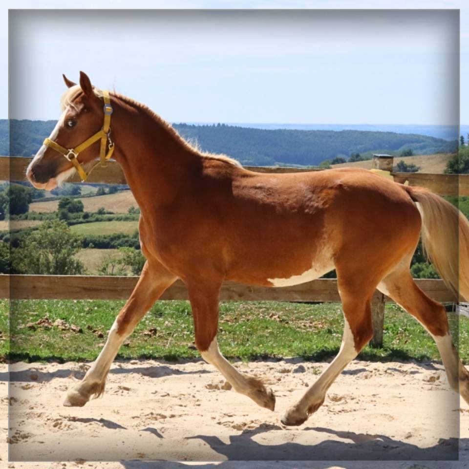 Mâle Welsh cob de 2024 