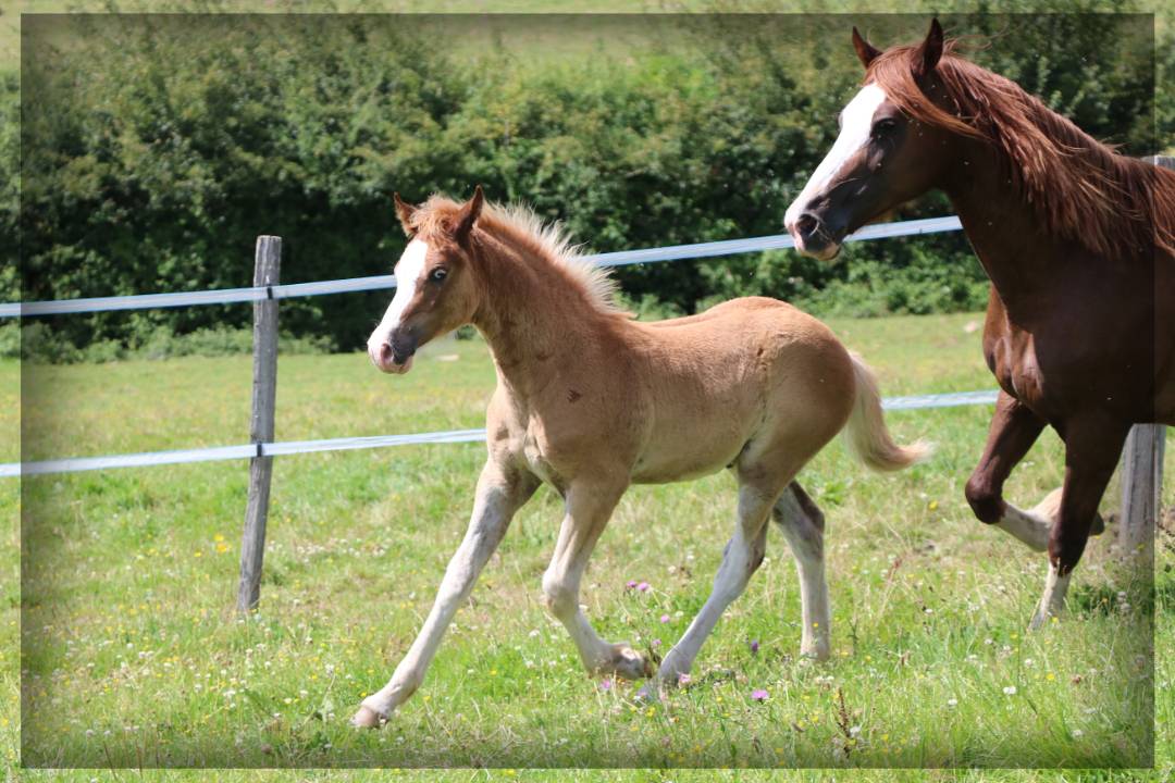 Mâle Welsh cob de 2024 