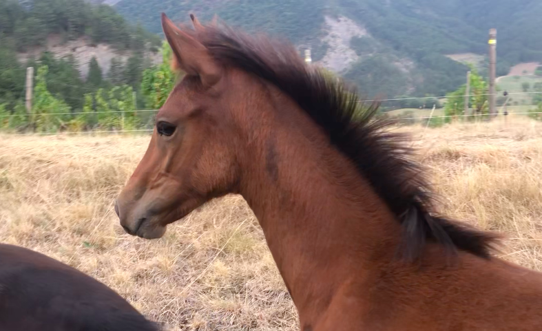 Pouliche sport/loisir OC - Top origines